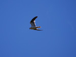 Black-shouldered Kite 2