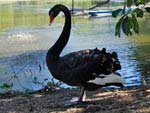 Black Swan Cygnus atratus