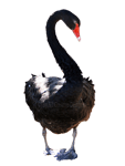Black Swan Cygnus atratus on transparent background