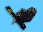 Yellow-tailed Black-Cockatoo 5