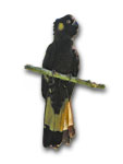 Yellow-tailed Black-Cockatoo 3