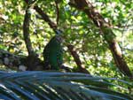 Green Catbird ailuroedus crussirostris