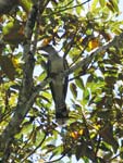 Scythrops novaehollandiae Channel-billed Cuckoo