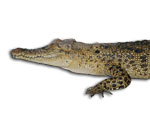 Juvenile Australian Saltwater Crocodile