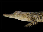 Juvenile Australian Saltwater Crocodile selection