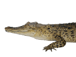 Juvenile Australian Saltwater Crocodile GIF