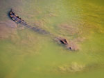 Australian Saltwater Crocodile Crocodylus porosus 3