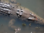 Adult Estuarine Crocodile Australia Close-up