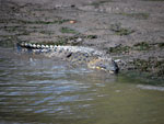 Australian Saltwater Crocodile Crocodylus porosus 1