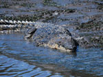 Australian Saltwater Crocodile Crocodylus porosus 2