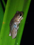 Southern Laughing Tree Frog Litoria tyleri
