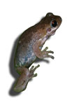 Southern Laughing Tree Frog Litoria tyleri View 2