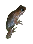 Southern Laughing Tree Frog Litoria tyleri GIF