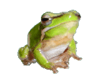 Eastern Dwarf Tree Frog GIF