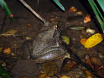 Giant Barred Frog 2 Mixophyes iteratus