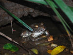 Giant Barred Frog 3 Mixophyes iteratus