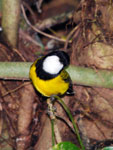 Golden Whistler Pachycephala pectoralis