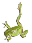 Green Tree Frog Litoria caerulea selection