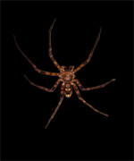 Huntsman Spider Selection on black