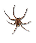 Huntsman Spider on white background