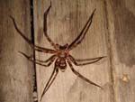 Huntsman Spider '7-legged'
