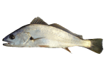 Jewfish on transparent background GIF