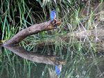 Azure Kingfisher Alcedo azurera