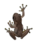 Lesueur's Tree Frog Litoria lesueurii GIF