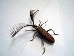 Longihorn Beetle