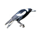 Australian Magpie Selection