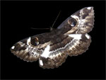 Moth 5