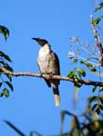 Noisy Friarbird Philemon corniculatus