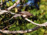 Philemon corniculatus Noisy Friarbird