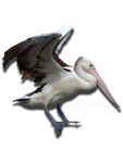 Pelican selection