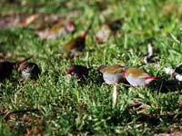 Red-browed Finches Group
