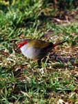 Neochmia temporalis Red-browed Finch
