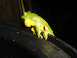 Red Eyed Tree Frog Agalychnis callidryas