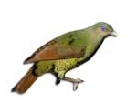 Satin Bower Bird Ptilonorhynchus violaceus 3