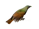 Satin Bower Bird Ptilonorhynchus violaceus 4