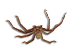 Huntsamn Spider Woolly on white background