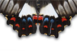 Butterfly Swallowtail Detail 2