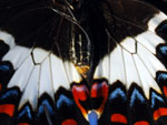 Butterfly Swallowtail Detail