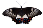 Butterfly Swallowtail Full