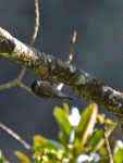Cormobates leucaphaea White-throated Treecreeper
