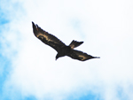Aquila audax Wedge-tailed Eagle 2
