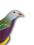 Wompoo Pigeon Ptilinopus magnificus