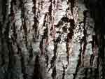 Silky Oak Bark