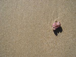 Beach pink shells