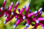 Background Bromeliad Flower