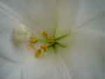 Flower Lilium white